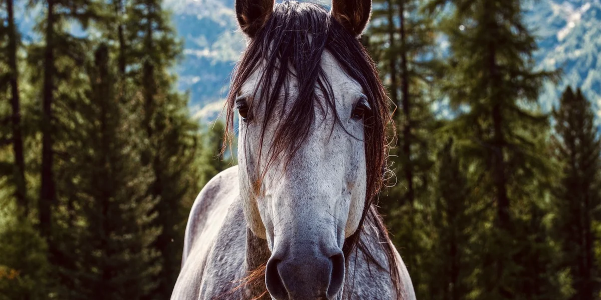 Evento equestre in Toscana
